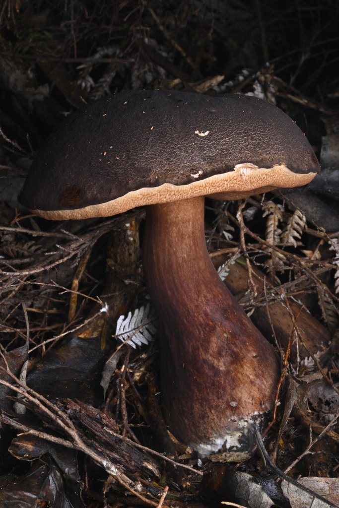Tylopilus formosus · June 2025 · photo: © invertebratist (iNaturalist, cc-by-nc)