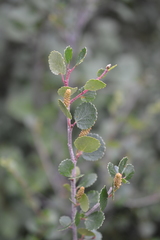 Betula glandulosa