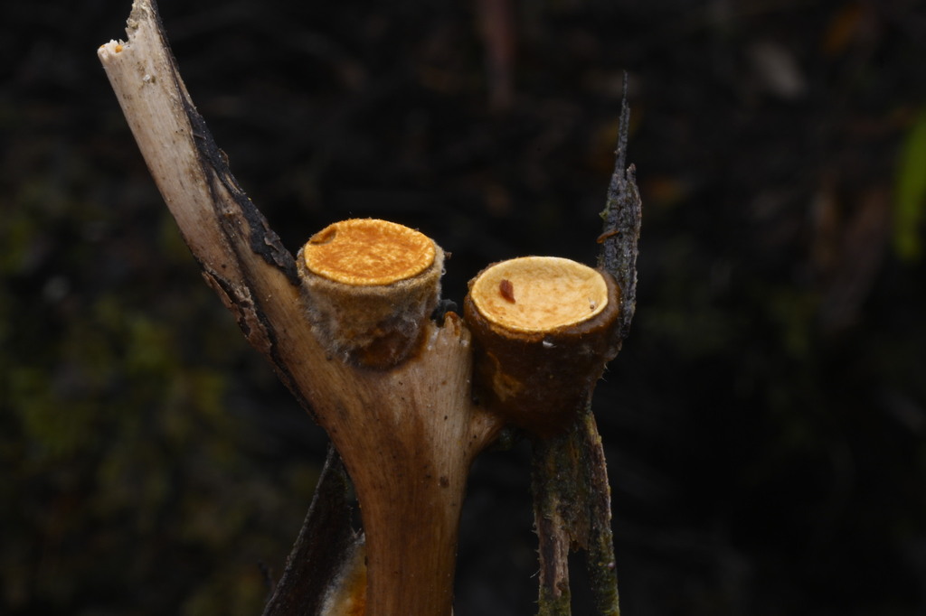 Crucibulum simile · June 2025 · photo: © invertebratist (iNaturalist, cc-by-nc)