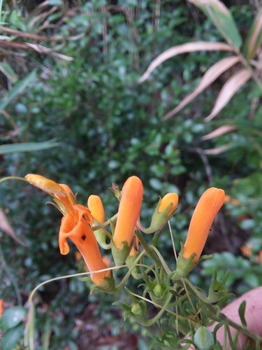 Image of Macranthera flammea by (c) Will McFarland, some rights reserved (CC BY)