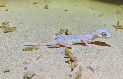 Gulf Sand Gecko