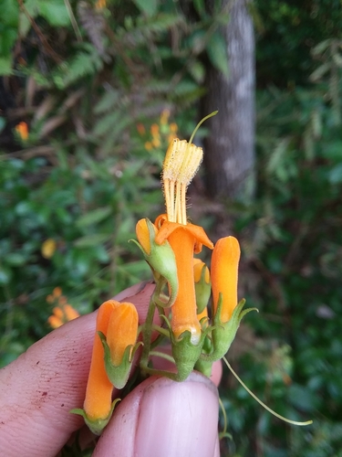 Image of Macranthera flammea by (c) Will McFarland, some rights reserved (CC BY)
