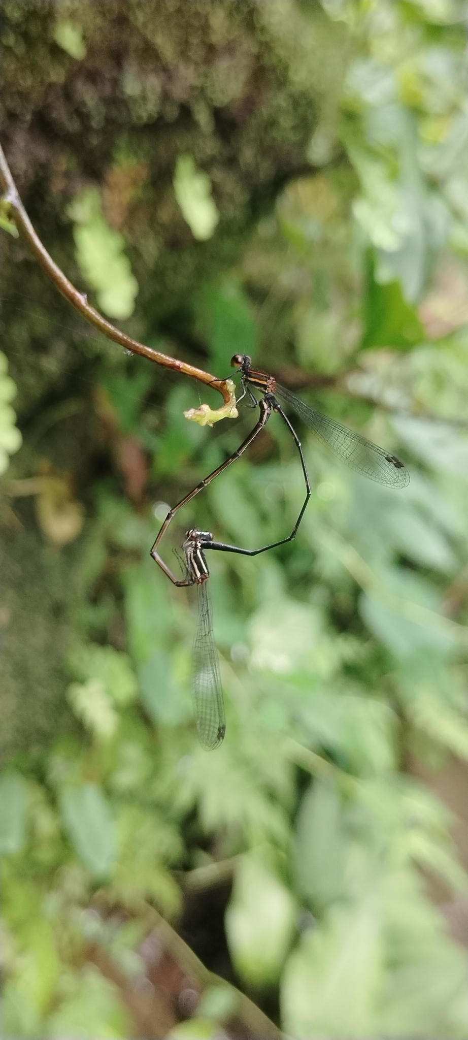 Orange-Striped Threadtail