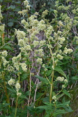 Koenigia alaskana