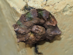 Ischyja