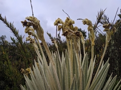 Espeletia killipii