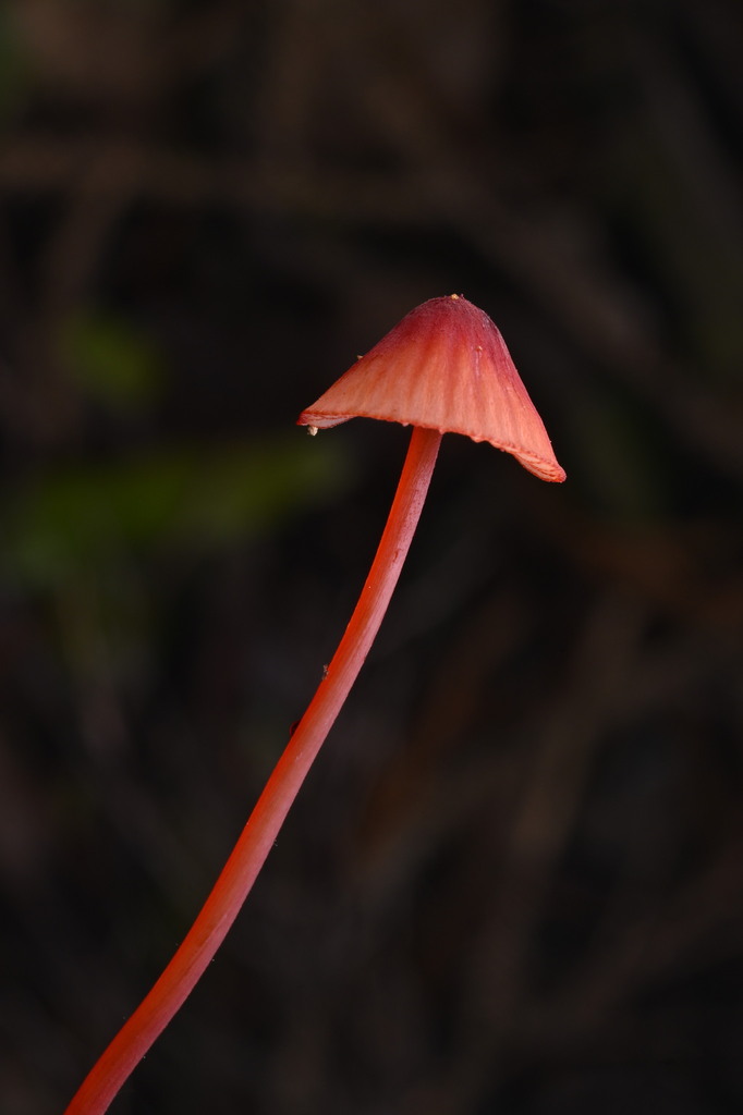 Mycena ura · June 2025 · photo: © invertebratist (iNaturalist, cc-by-nc)