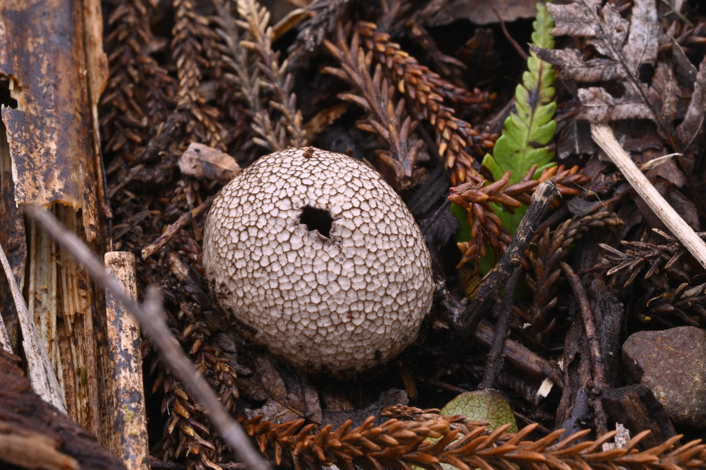 Lycoperdon compactum · June 2025 · photo: © invertebratist (iNaturalist, cc-by-nc)
