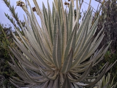 Espeletia killipii