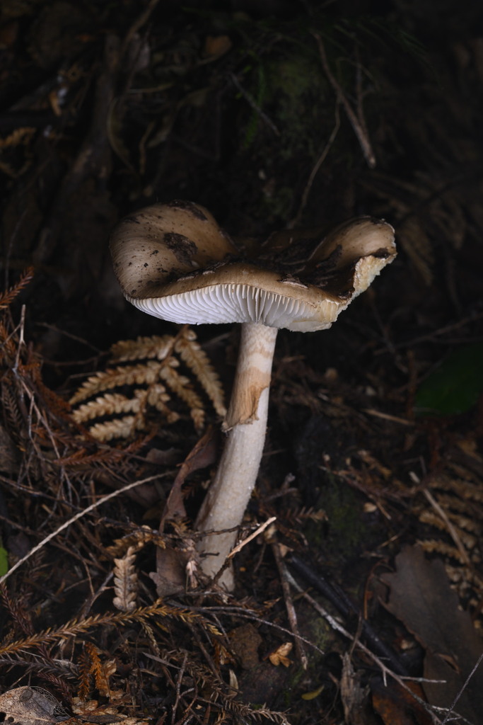 Amanita nothofagi · June 2025 · photo: © invertebratist (iNaturalist, cc-by-nc)