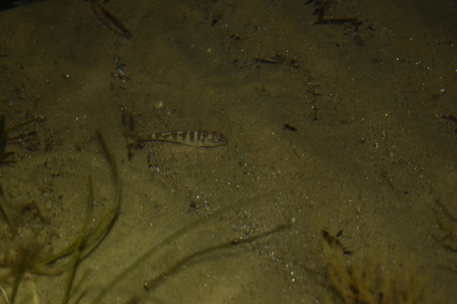 Photo of Gilt-head bream (Sparus aurata)
