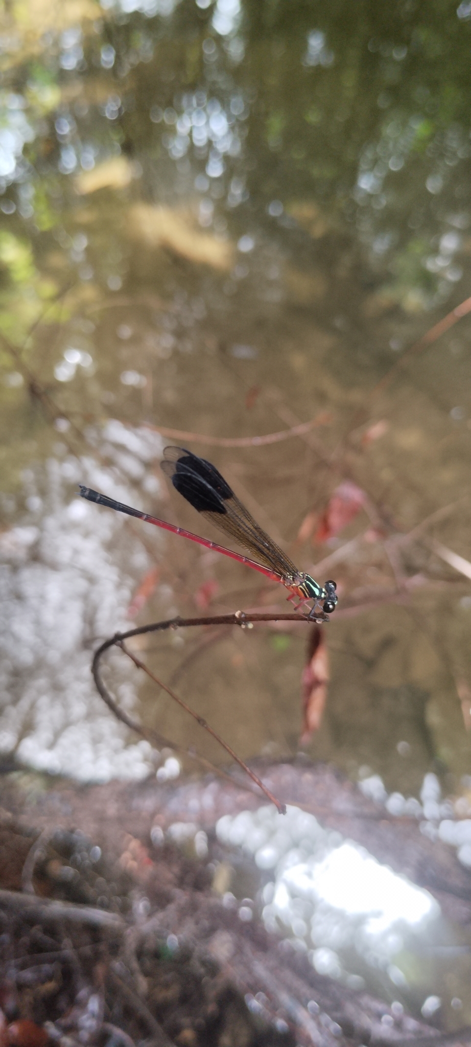 Malabar Satinwing