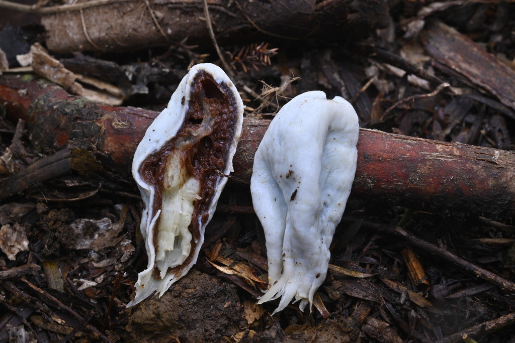 Clavogaster virescens · June 2025 · photo: © invertebratist (iNaturalist, cc-by-nc)