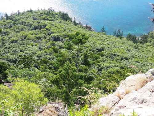 Araucaria cunninghamii