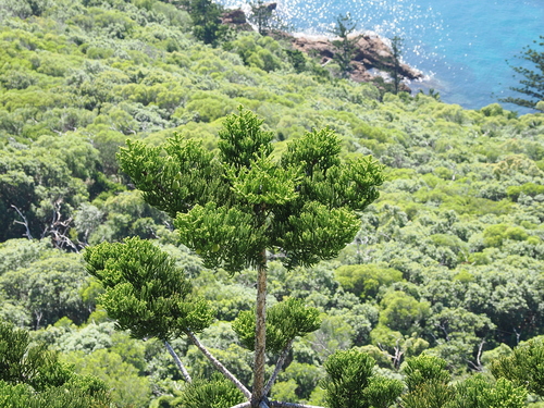 Araucaria cunninghamii