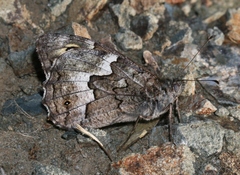 Hipparchia cypriensis
