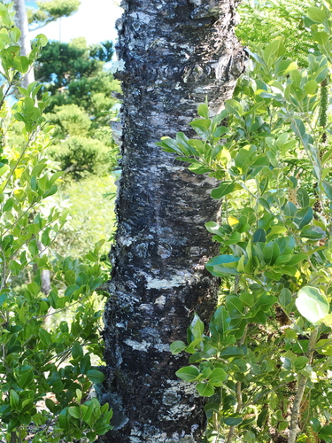 Araucaria cunninghamii
