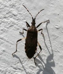 Dicranocephalus agilis
