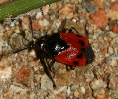 Deraeocoris rutilus
