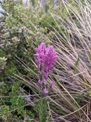 Neobartsia laniflora