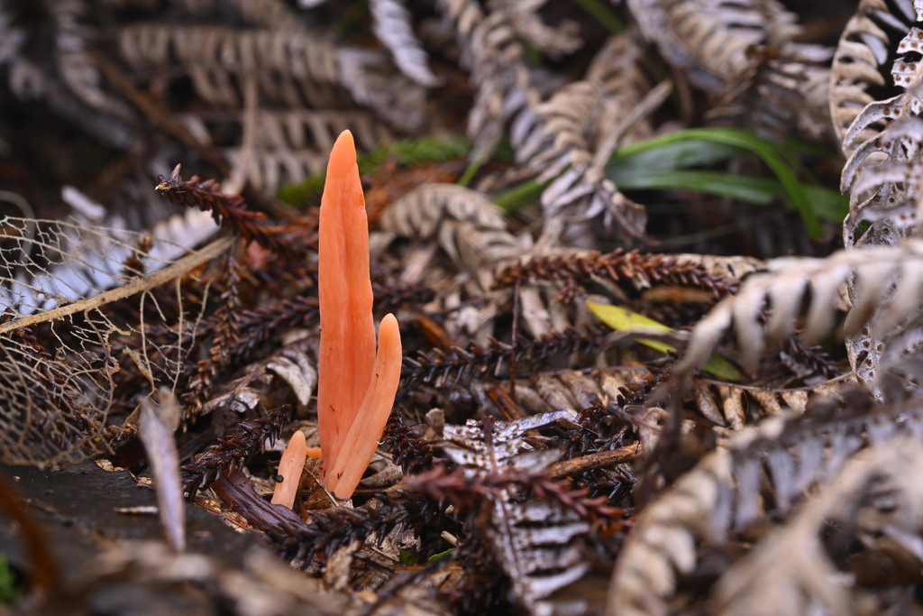 Clavulinopsis sulcata · June 2025 · photo: © invertebratist (iNaturalist, cc-by-nc)