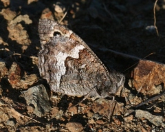 Hipparchia cypriensis