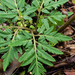 Cutleaf Grapefern - Photo (c) aarongunnar, some rights reserved (CC BY), uploaded by aarongunnar