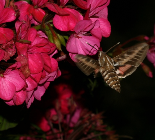 Striped Hawkmoth