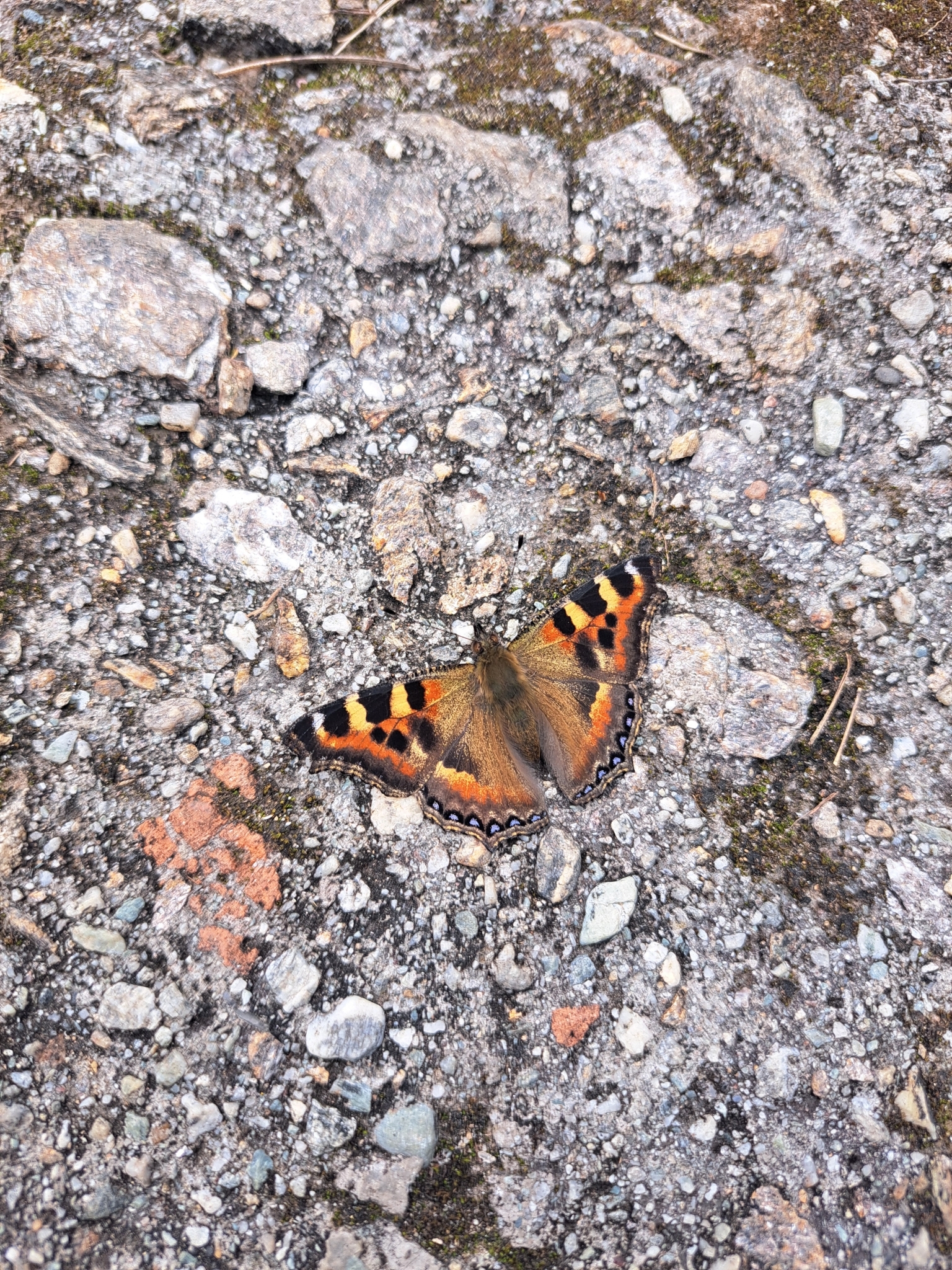 Indian Tortoiseshell