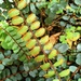 Pellaea rotundifolia - Photo (c) Ian Armitage, μερικά δικαιώματα διατηρούνται (CC BY), uploaded by Ian Armitage