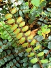 Button Fern - Photo (c) Ian Armitage, some rights reserved (CC BY), uploaded by Ian Armitage