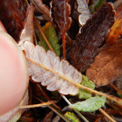 Dryas ajanensis