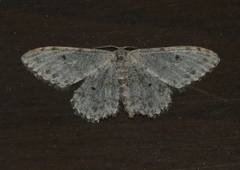 Idaea camparia