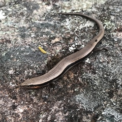 Acritoscincus platynotus