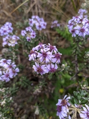Linochilus phylicoides