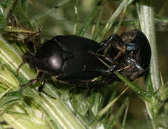 Protaetia afflicta