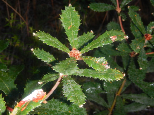 Banksia penicillata
