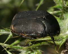 Protaetia afflicta