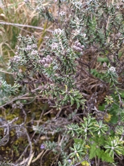 Linochilus phylicoides