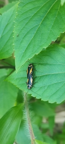 Hemithyrsocera vittata