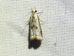 Microcrambus croesus