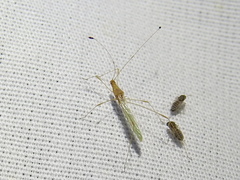 Metacanthus multispinus