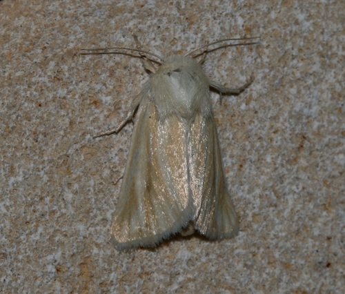 Brighton Wainscot