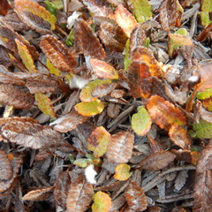 Dryas ajanensis
