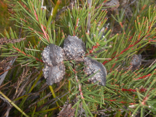 Hakea pachyphylla, photograph 1