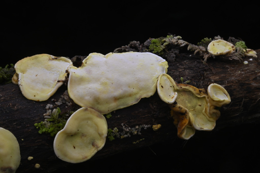 Austeria citrea