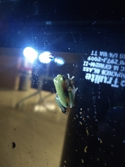 Hyla cinerea