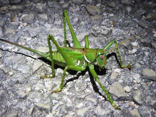 Greater Arid-land Katydid photo 4