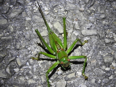 Neobarrettia spinosa