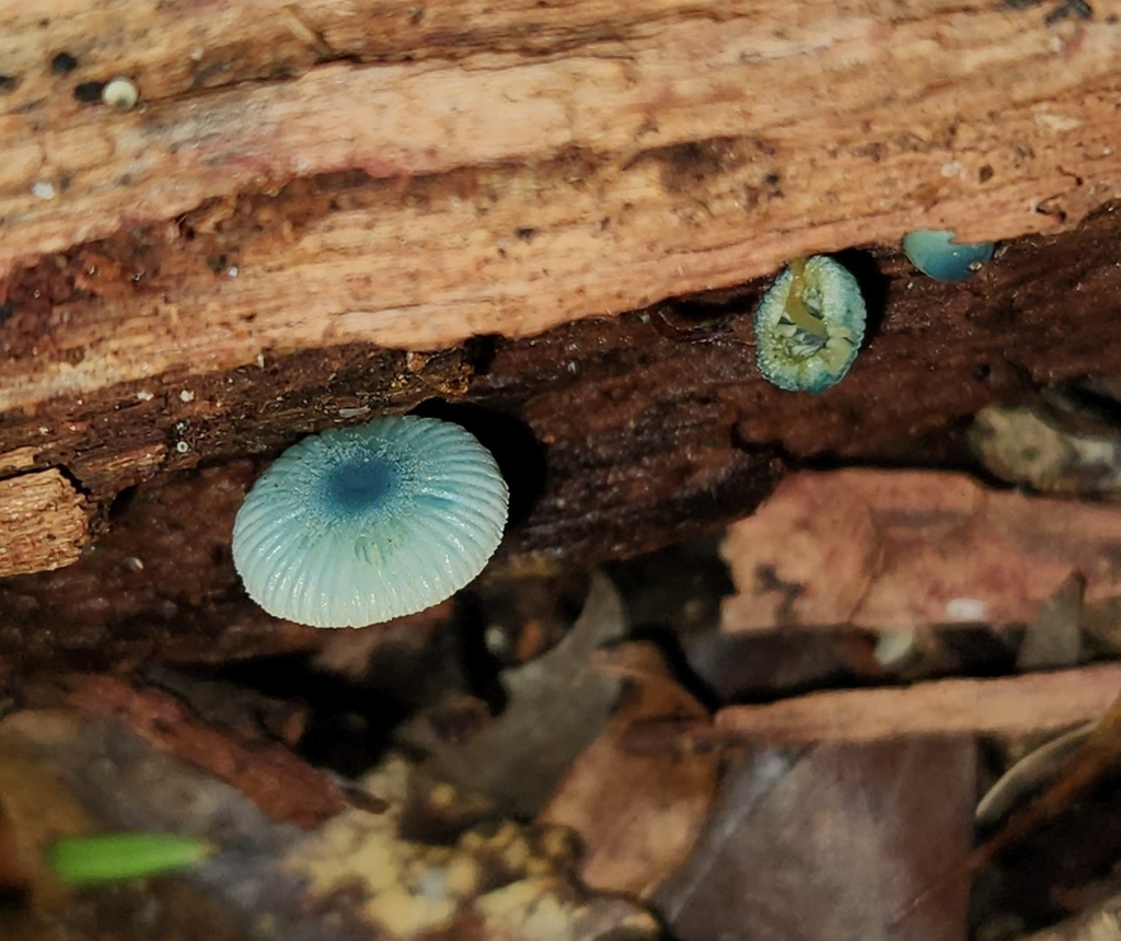 Mycena interrupta · June 2025 · photo: © archie_tarn (iNaturalist, cc-by)